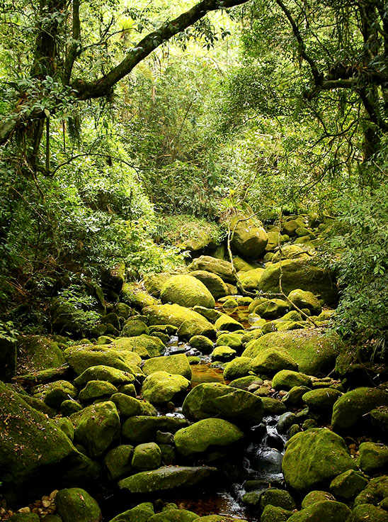 South America map with areas defined in light neon green, in the background are lush green trees and moss covering the ground