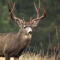 A pale brown mule deer with large antlers in the foreground, with unfocused green wilderness in the background