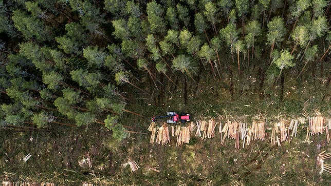Vista aérea de uma floresta e madeira sendo colhida